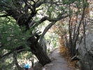 PICTURES/Walnut Canyon - Again/t_Arleen on Trail.jpg